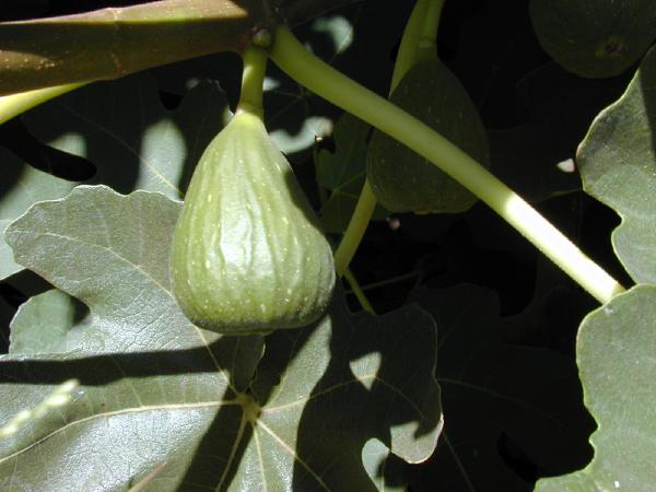 Albero di fica