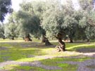 L'ulivo, albero di civilt&agrave;