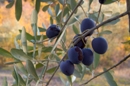 Olivo salento