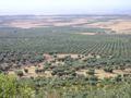 Oliveto salento