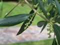 Olivo salento