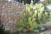 Pianta del 