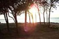 Tratto di pineta in localit� Rivabella